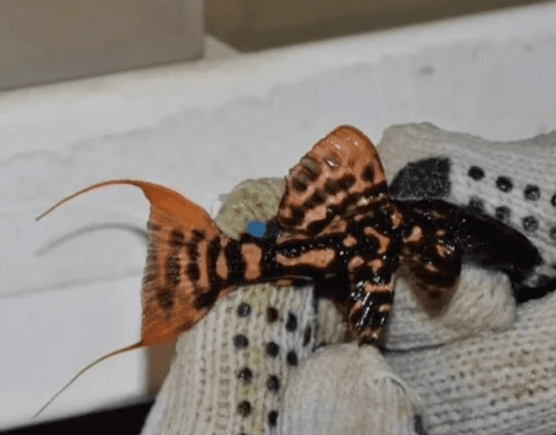 Pseudacanthicus sp. L273 (5-8 cm)