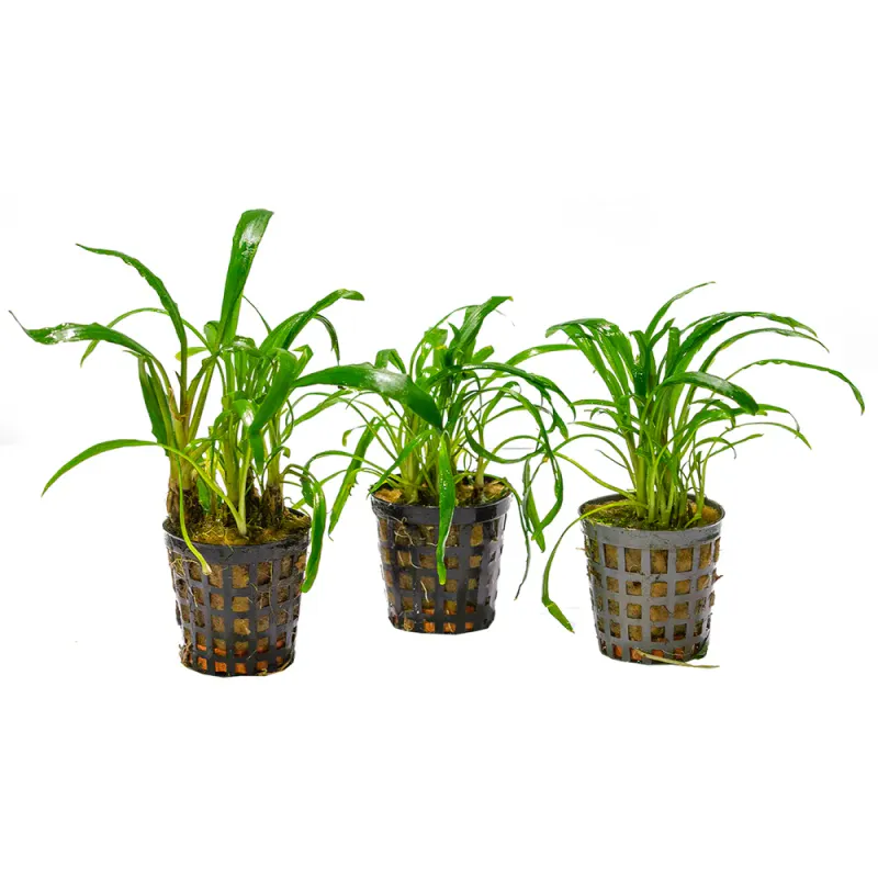  Af Cryptocoryne Costata 5 Cm Pot Green